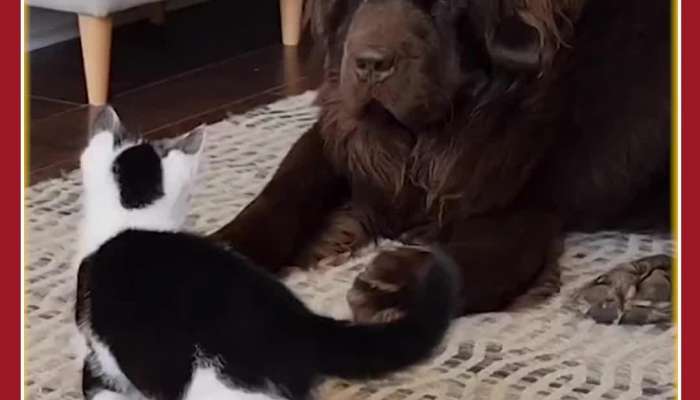 Funny Animal Viral Video: Love Hate Moments of Dog Cat