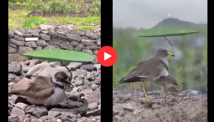 Viral Video: வல்லவனுக்கு புல்லும் ஆயுதம்... இலையை குடையாக்கிய கில்லாடி பறவைகள்!