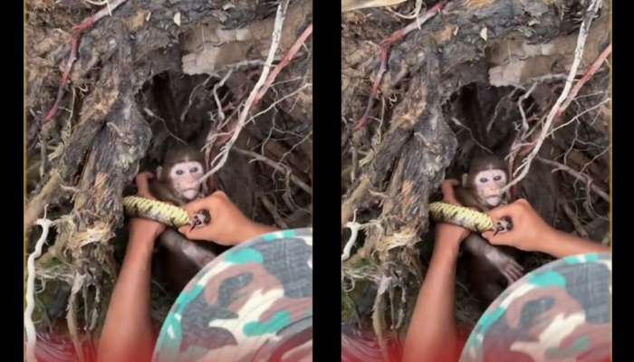 Viral Video: கழுத்தை சுற்றி இறுக்கும் பாம்பு.. பரிதவிக்கும் குரங்கு குட்டி; மனதை பதறச் செய்யும் வீடியோ!