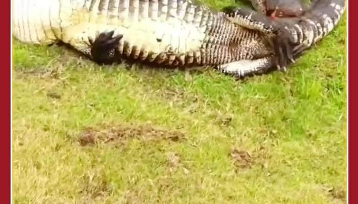 Scary Fight Between Crocodiles: Video Viral