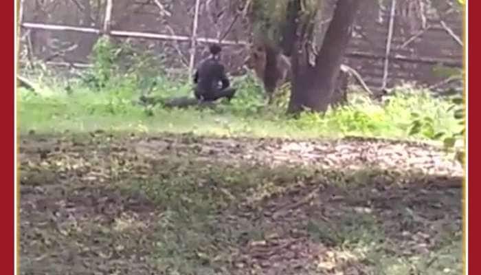 Scary Viral Video: Man Jumps Into Lions Enclosure, See What Happens Next