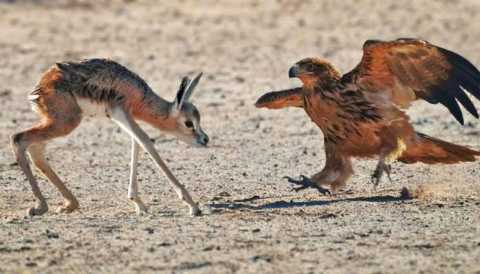 Viral Video: மான்குட்டியை குத்தி குதறும் கழுகு... கண்ணீரை வரவழைக்கும் வீடியோ! title=