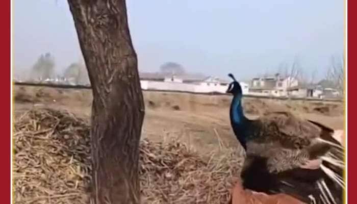 Funny Viral Video: Couple Steal Peacock Eggs, See What Happens Next 