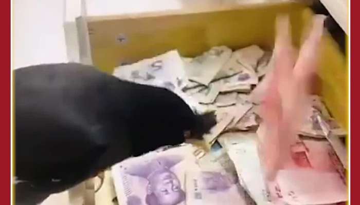 Unbelievable Crow Steals Money and Hides Under Owner's Bed