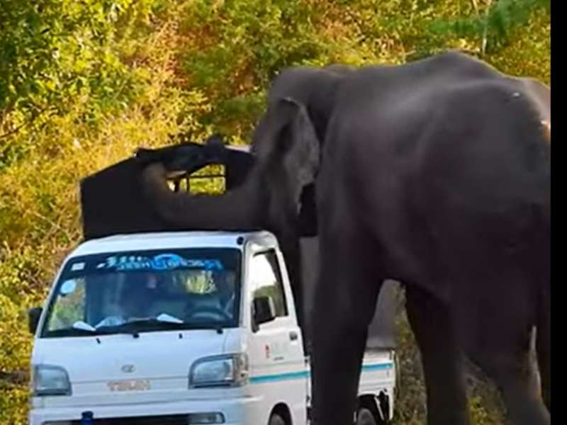 ஆட்டோவுக்கு யானை கேட் போட்டதால் வசமாக சிக்கிய சுற்றுலாபயணிகள்: வைரல் வீடியோ