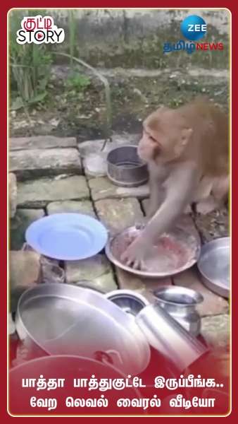 OMG Viral Video: Monkey Washes Dishes Amazingly Netizens React 