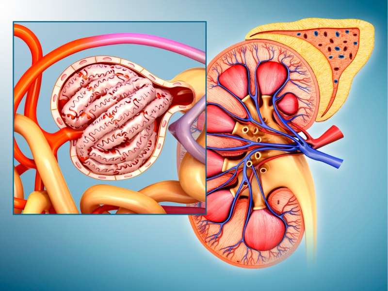 Kidney Detox: சிறுநீரகத்தை இயற்கையாக சுத்தம் செய்யும் ‘சூப்பர்’ உணவுகள்!