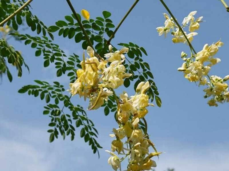 அடேங்கப்பா.. தம்மா துண்டு முருங்கை பூவில் இத்தனை நன்மைகள் இருக்கா