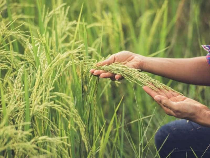 Farmers: விவசாயிகளின் வருவாய்க்கு வரி விதிக்கும் மாநிலங்கள்! வேளாண் வரி எவ்வளவு?