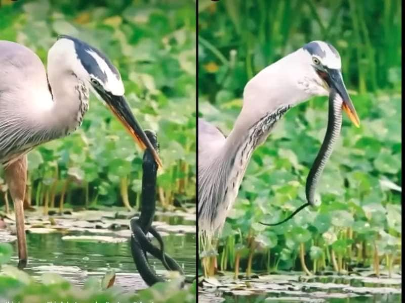 Viral Video: பெரிய கருநாகம் ஒன்றை நூடுல்ஸ் போல் கபளீகரம் செய்யும் கொக்கு!