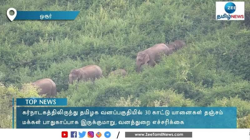 Wild Elephants From Karnataka Enter Tamil Nadu Forest Area