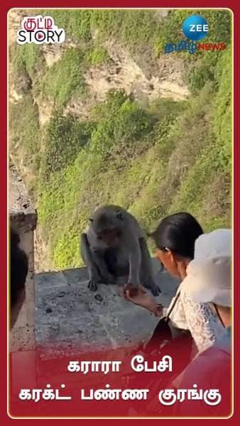 Monkey Steals Mobile Phone: See Funny Viral Video Here