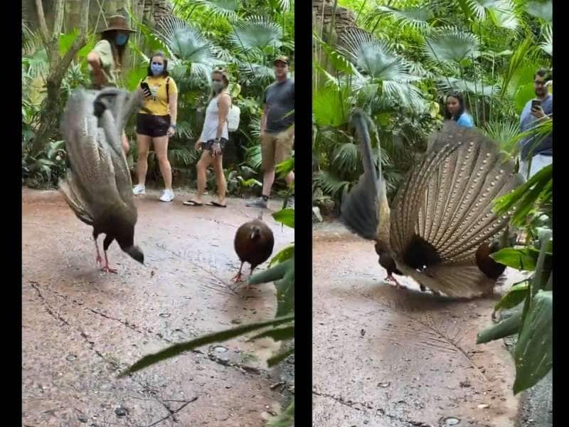 Viral Video: தோகை விரித்து ஆடி காதலியை கவர போராடும் ஆண் மயில்... மசியாத பெண் மயில்!