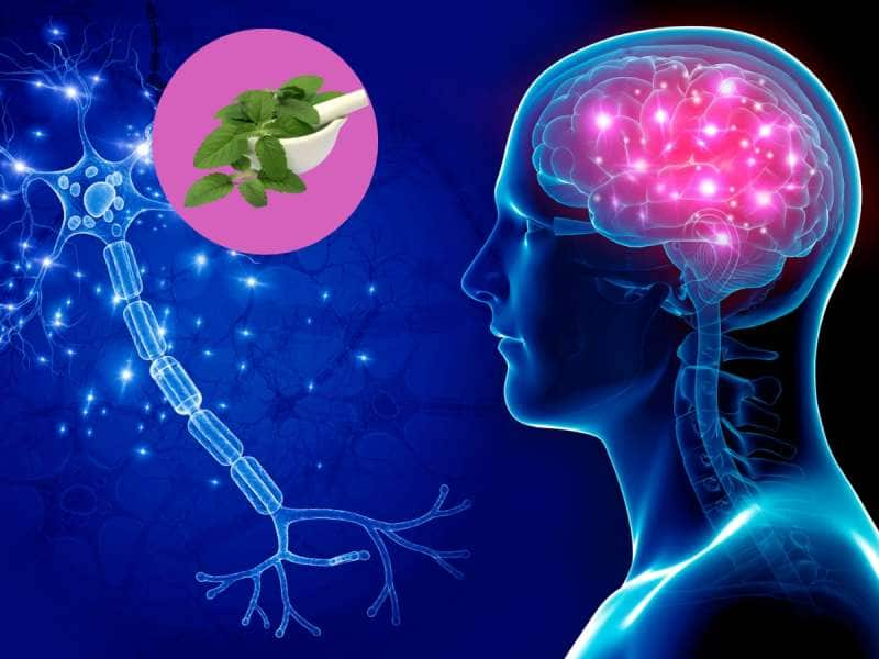 Brain Health: மூளை மந்தமாக இருக்கா... ‘இந்த’ மூலிகை ஒன்றே போதும்!