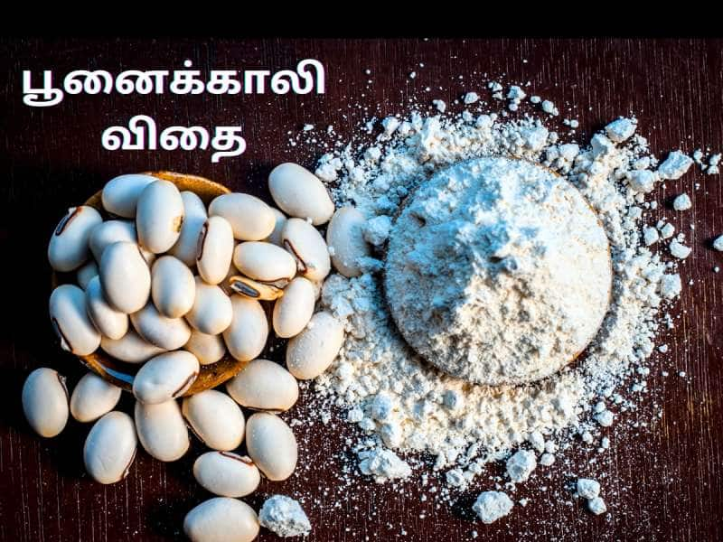 ஆண்மை பிரச்சனையா... நரம்பு தளர்ச்சியா...  பூனைக்காலி விதை ஒன்றே போதும்...!