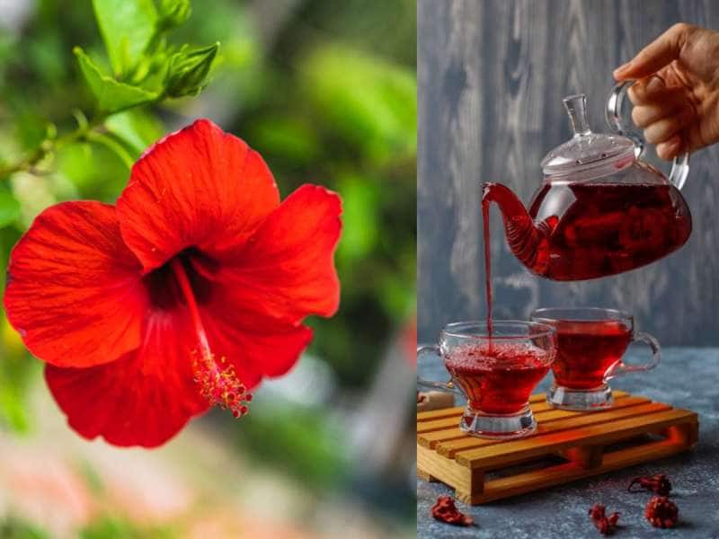 Herbal Tea: மாதவிடாய் வலி மற்றும் இரத்த அழுத்தத்தை சீர் செய்யும் ஆயுர்வேத தேநீர்