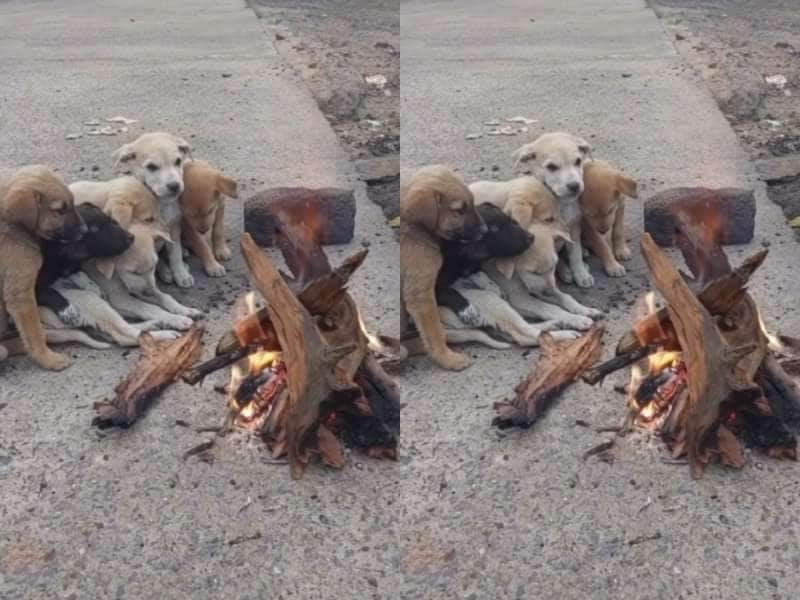 குளிருக்கு இதமாய் குளிர் காயும் குட்டி நாய்கள்! நெருப்பு மூட்டியவருக்கு குவியும் பாராட்டுகள்