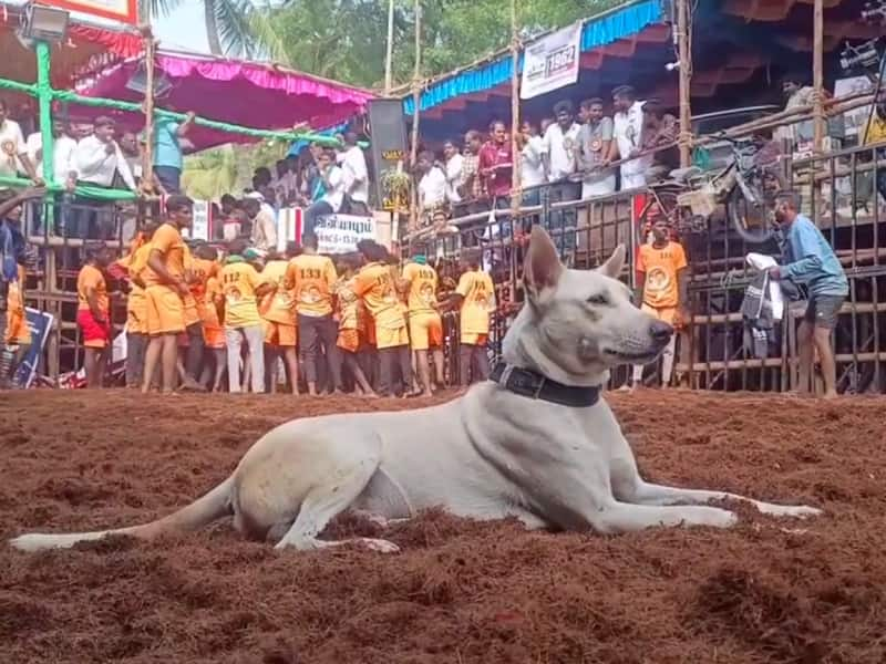 முடிஞ்சா என்ன அடக்கி பார்! ஜல்லிக்கட்டு நடக்கும் இடத்திற்குள் வந்த நாய்!  title=