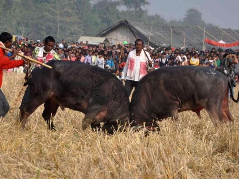 Moh Juj: அசாமில் மீண்டும் களமிறங்கிய காளைகள்! எருது சண்டை வீர விளையாட்டு மோஹ்-ஜூஜ் title=