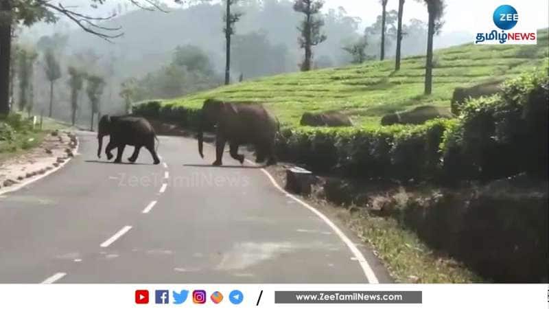 Wild Elephants Cross Road causing panic among locals