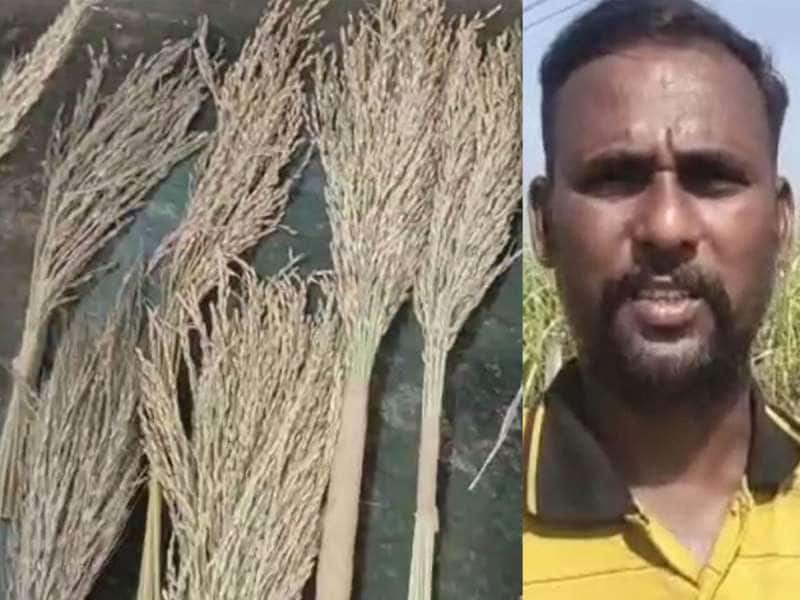 Vriddhachalam farmer cultivates 27 traditional varieties of rice for
