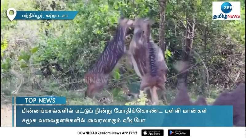 Funny action of 3 deers goes viral netizens react