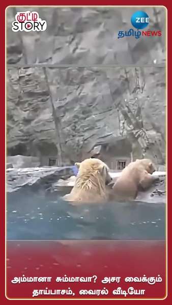 mother polar bear saves cub from drowning act steals netizens hearts viral video google trends