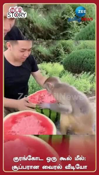 Man feeds monkey netizens love it funny viral video google trends