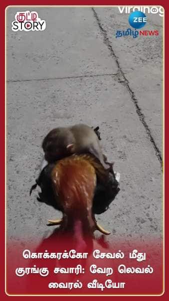 Monkey takes a ride on roosters back funny animal viral video google trends