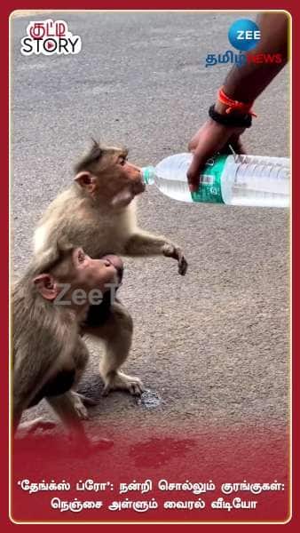 Man Gives Water To Thirsty Monkey Netizens appreciate him Viral Video