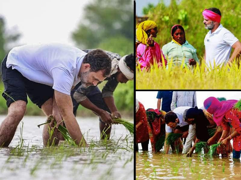 எம்.எஸ். சுவாமிநாதன் குழு அறிக்கையின்படி விவசாயிகளுக்கு காங்கிரஸ் அளித்த 5 வாக்குறுதிகள்