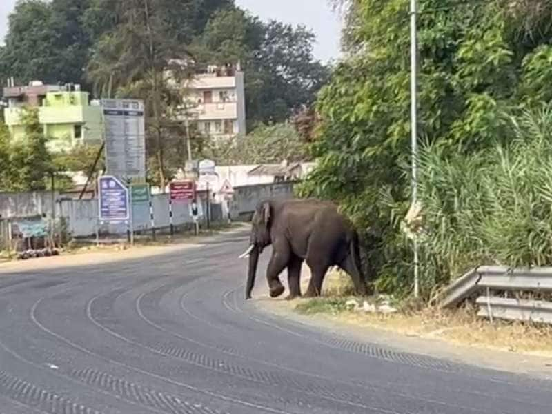 வீட்டிற்குள் புகுந்து அரிசியை கபளீகரம் செய்யும் ஒற்றை காட்டு யானை.. பீதியில் மக்கள்..!!