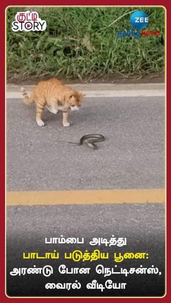 Cat Slaps Snake see what happens next in viral video