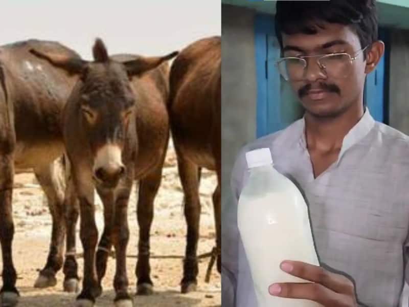 Donkey Milk: கழுதைப் பால் மூலம் கல்லா கட்டும் இளைஞர்... ஒரு மாத வருமானம் இவ்வளவா?  title=