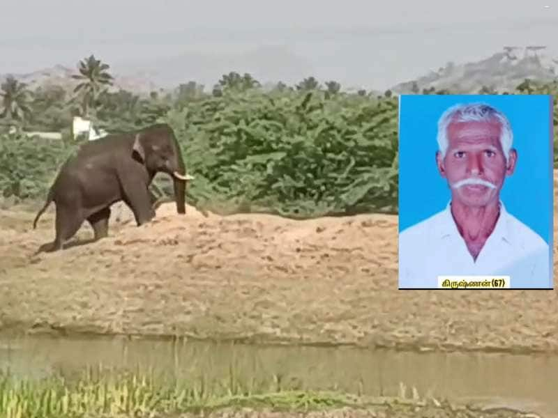 காட்டு யானை தாக்கியதில் முதியவர் பலி... தருமபுரியில் நடந்த சோக சம்பவம்!