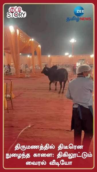 bull comes to wedding see what happens next viral video