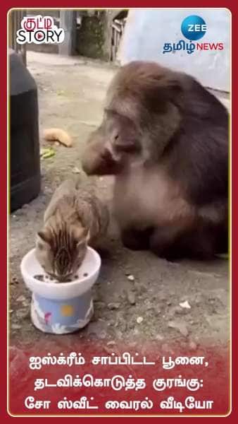 cat eats ice cream see what monkey does viral video