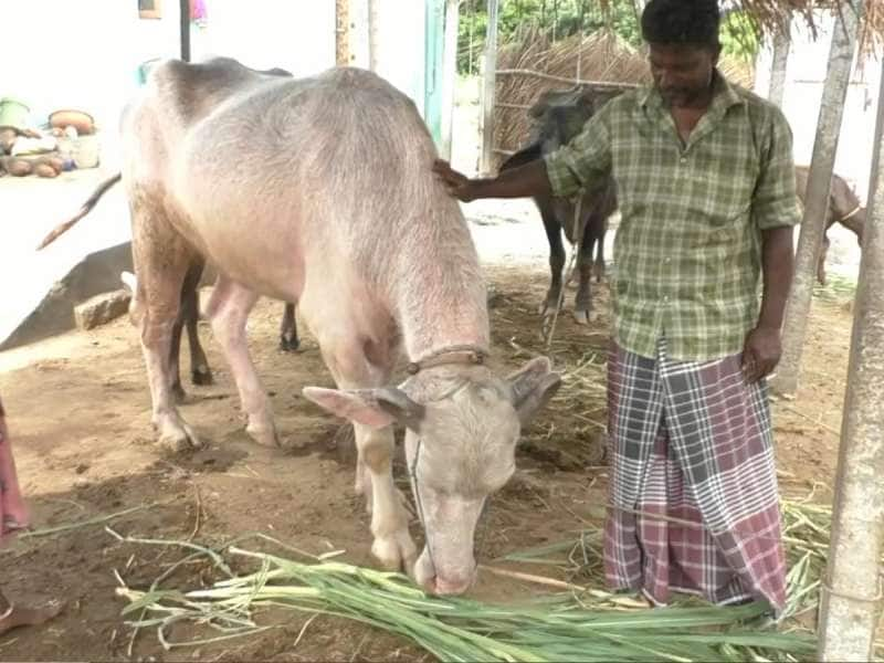 எருமை மாட்டிற்கு பிறந்த வெள்ளை நிற எருமை... கரூரில் விந்தை சம்பவம்! title=