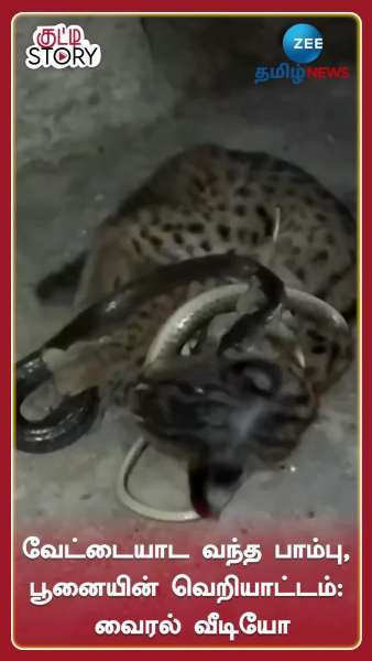 scary snake cat amuses netizens viral video