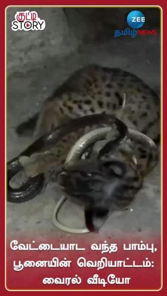 scary snake cat amuses netizens viral video