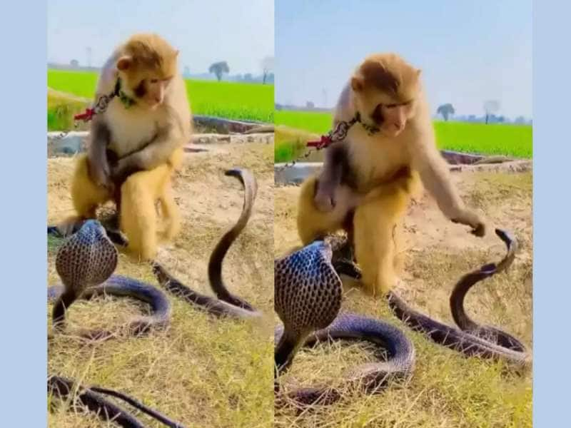 Viral Video: சும்மா இருக்கும் குரங்கை சீண்டிய பாம்பு... பாடம் கற்பித்த குரங்கு..!!