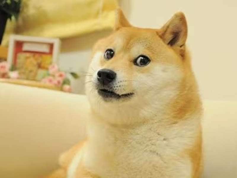 Meme Dog Kabosu: மீம் கிரியேட்டர்களின் செல்ல நாயான ‘கபோசு’ மரணம்...! title=