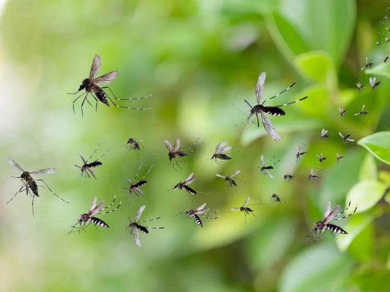 உங்களை மட்டும் கொசு சுத்தி சுத்தி கடிக்கிறதா? இது தான் காரணமாக இருக்கலாம்!