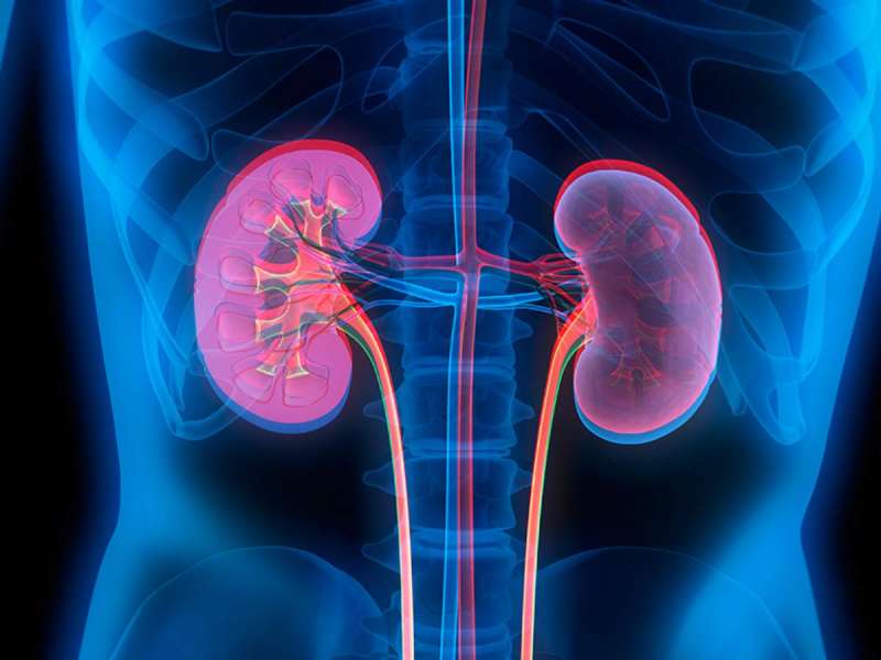 Kidney Problem: சிறுநீரக நோயை முன்கூட்டியே எச்சரிக்கும் அறிகுறிகள் இவை தான்!