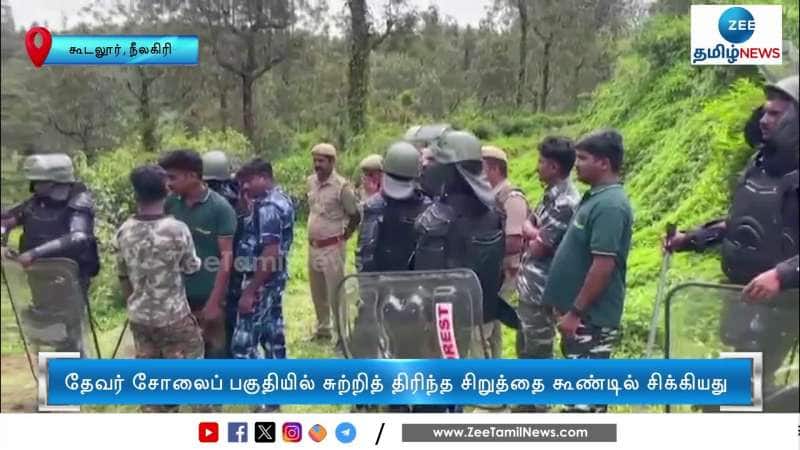 Cheetah finally gets trapped in tha cage in Kudalur