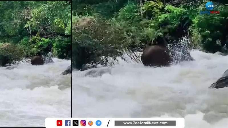 Video of elephant escaping from scary flood goes viral