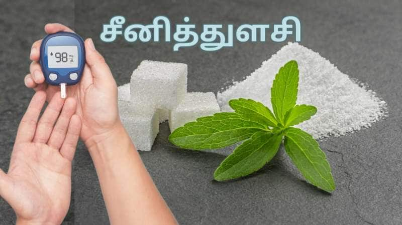 Stevia &amp; Diabetes: சீனி துளசி சர்க்கரை நோயாளிகளுக்கு வரமாகுமா... மருத்துவர் சொல்லறதை கேளுங்க