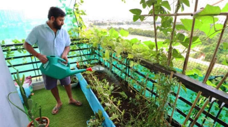 இந்த ஒரு செடியை வீட்டில் வளர்ப்பது ஒரு டாக்டரை உருவாக்கியதற்கு சமம் title=