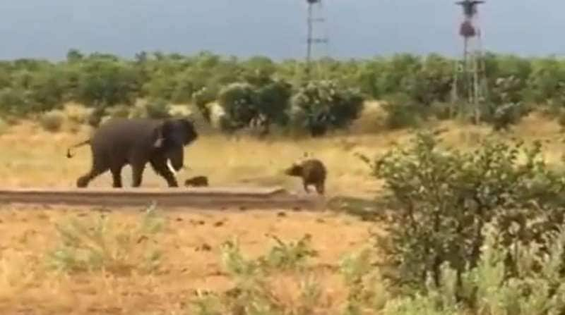 சண்டைக்கு வந்த குட்டி காட்டெருமையிடம் கியூட்டாக பின்வாங்கும் யானை - வைரல் வீடியோ title=