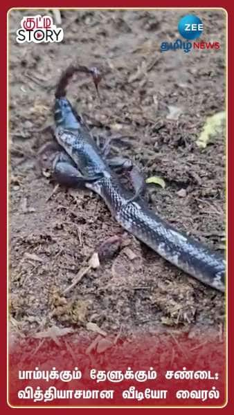 Fierce Fight Between Snake and Scorpion: Netizens Shocked Watch Viral Video Here